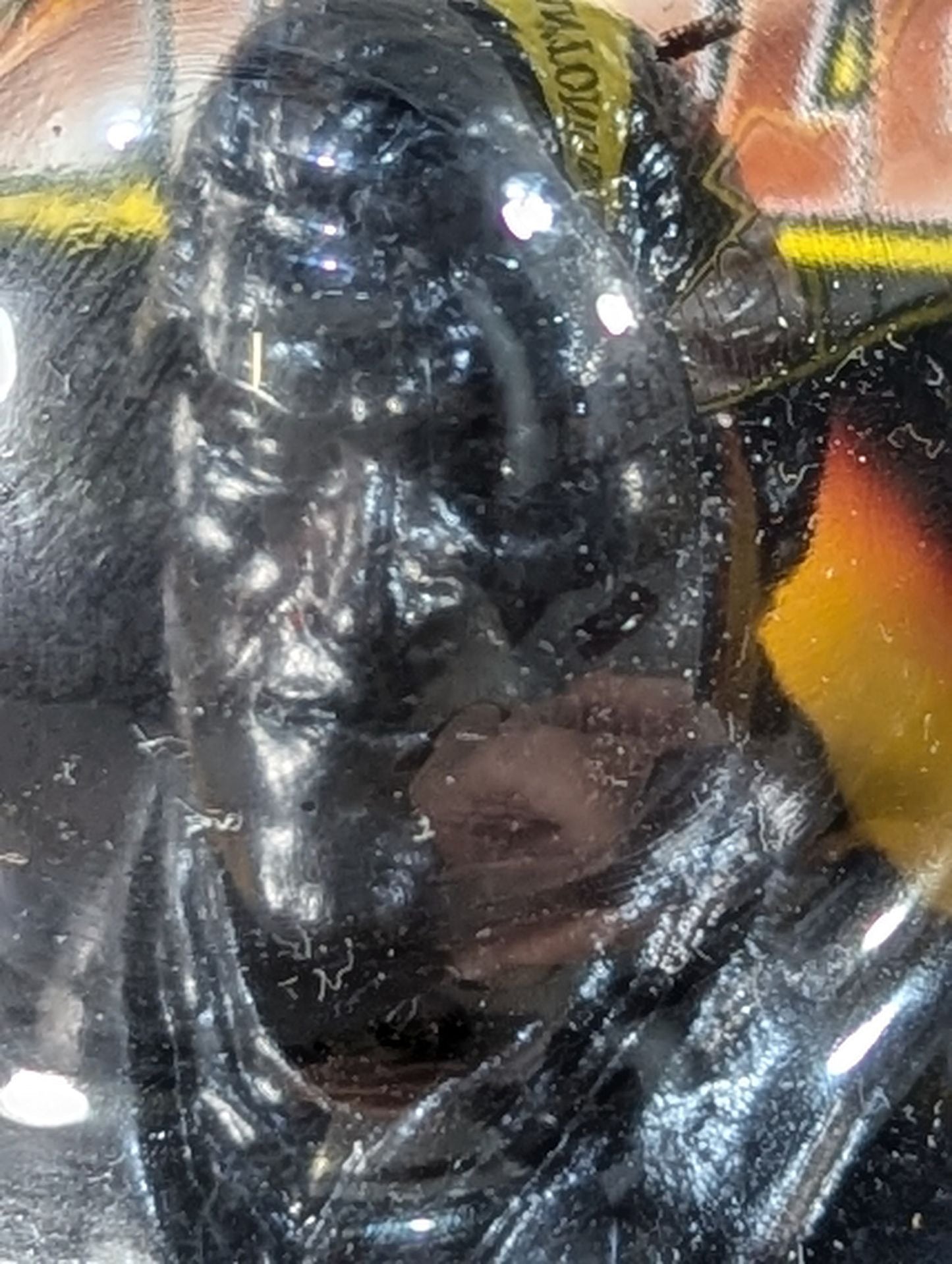 Antonio Inoki  (Gown Bronze)