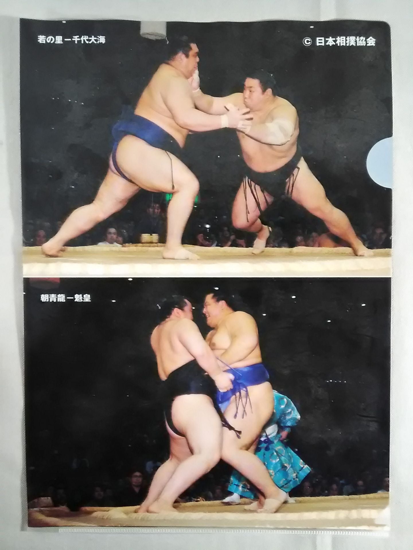 日本相撲協会 クリアファイル⑤