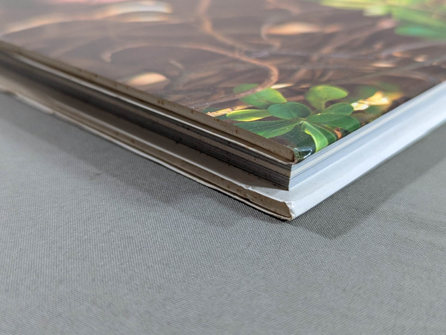 キューティー鈴木 写真集 Cute-2