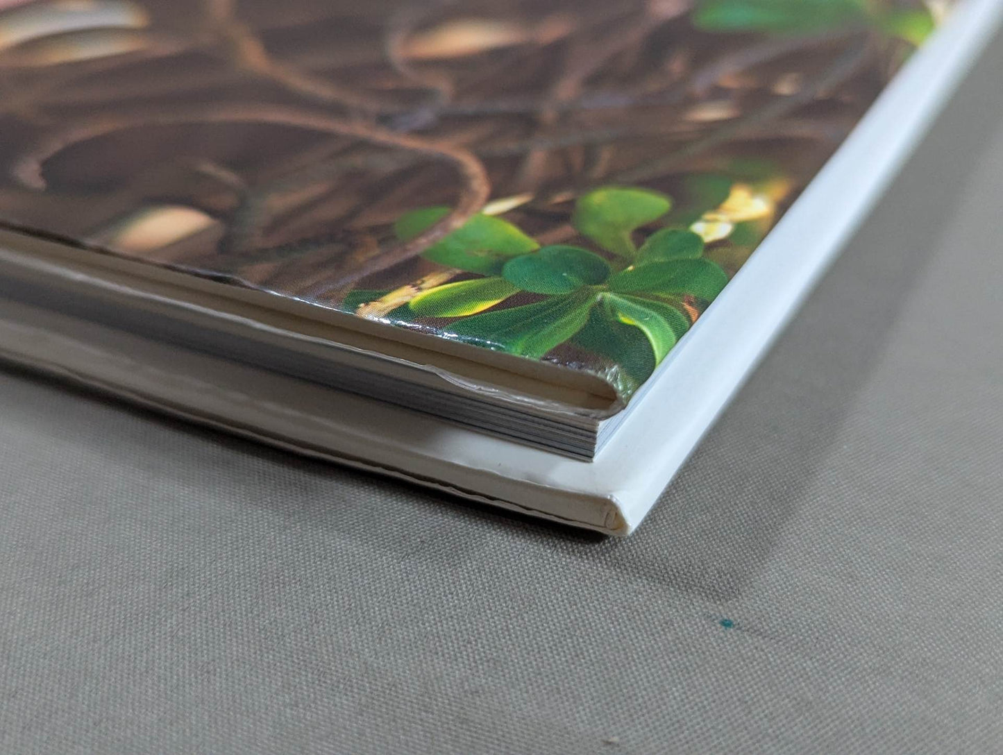 Cutie Suzuki photo collection Cute-2