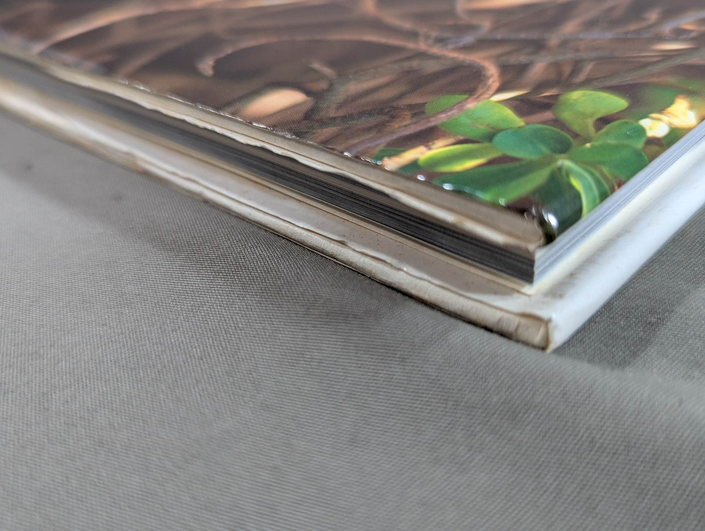 Cutie Suzuki photo collection Cute-2