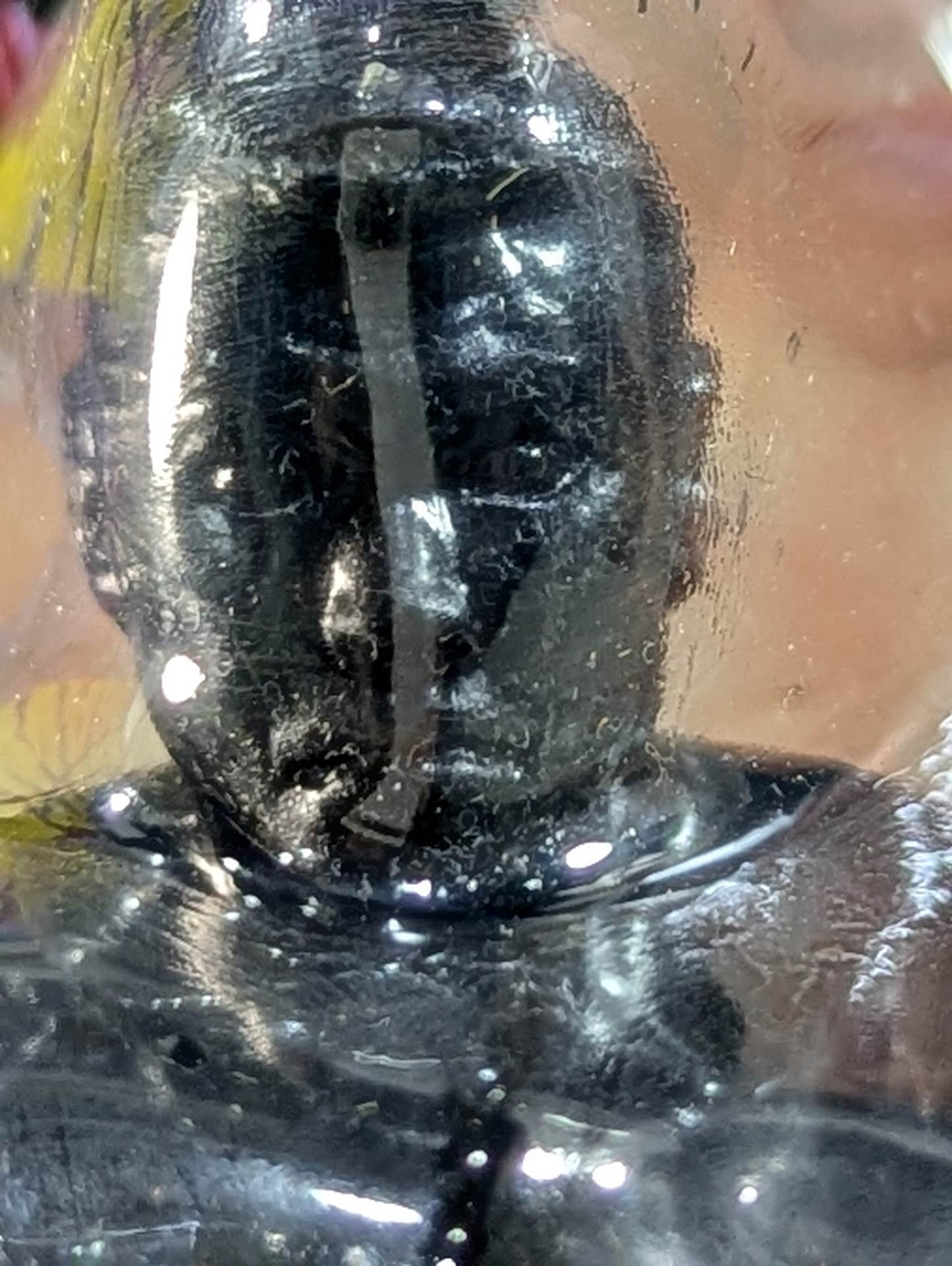 Naoya Ogawa (NWA belt, airplane arm, bronze)